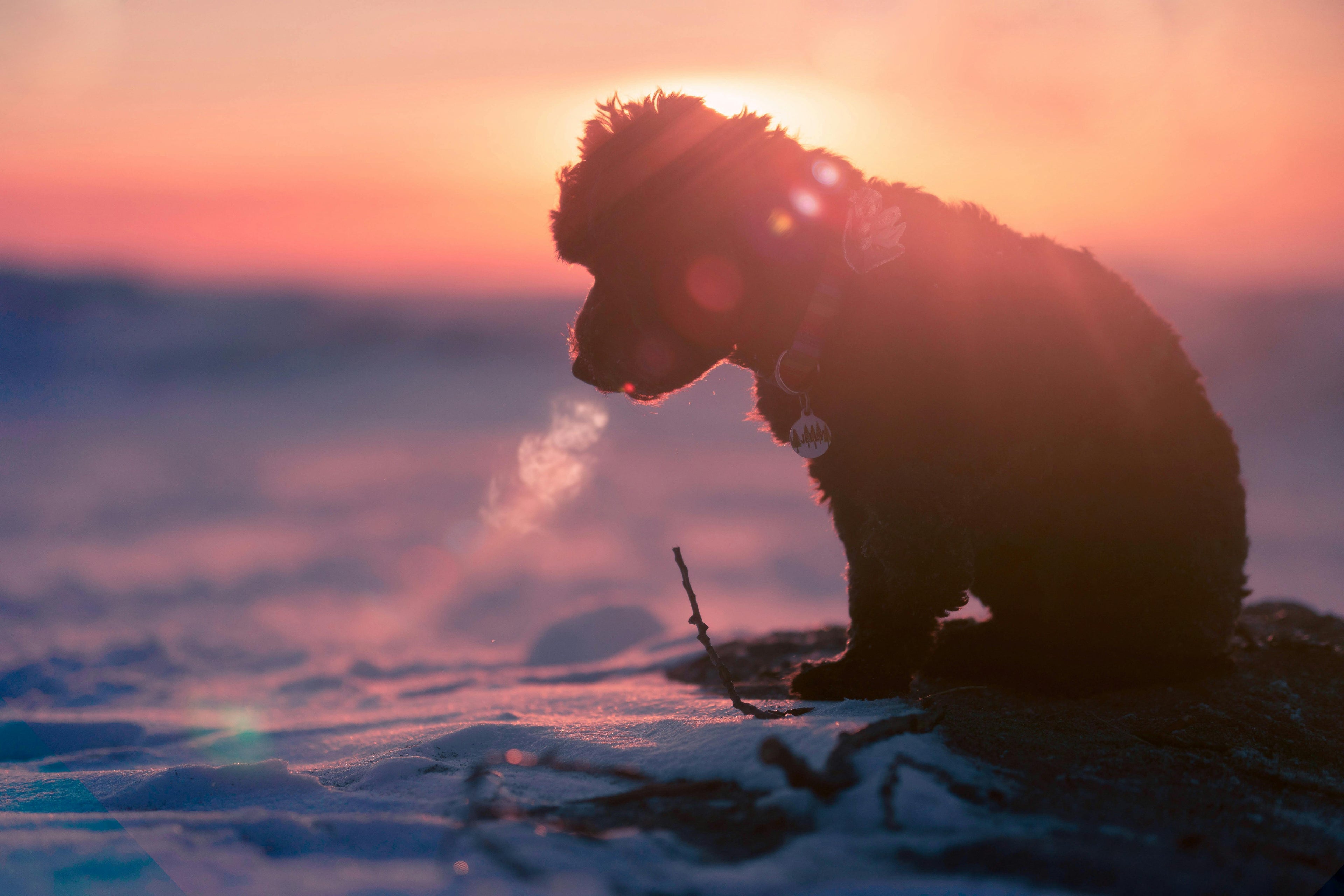 Dog sitting on a beach at sunset with a warm glow